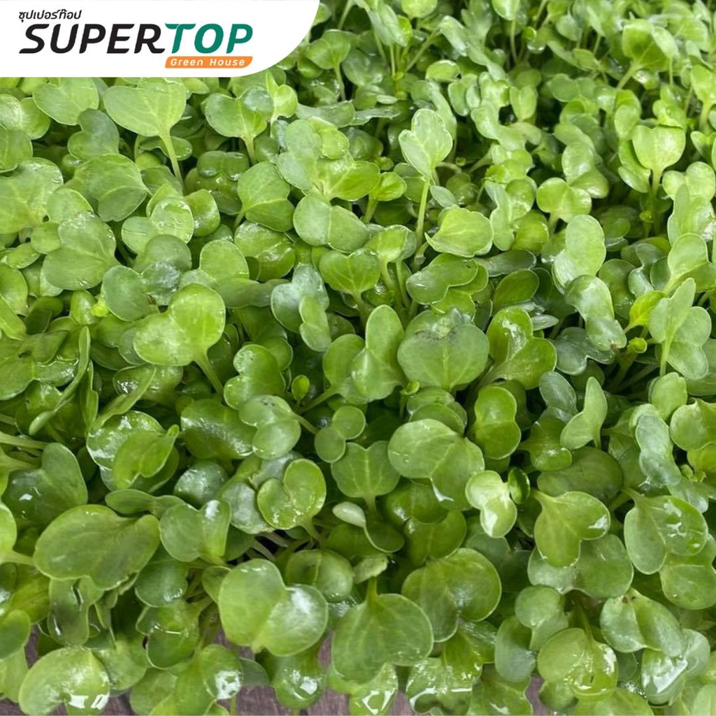 เมล็ดเพาะต้นอ่อน ไควาเระ (White Radish Microgreen) SUPERTOP ขนาด 1 KG.