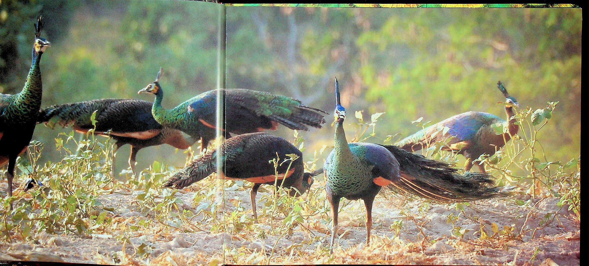 ฐานที่มั่นสุดท้ายนกยูงไทย