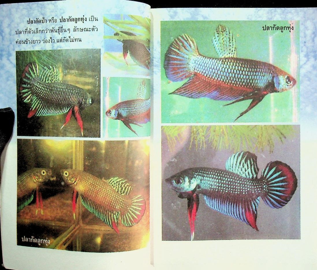 การเพาะเลี้ยงปลากัด