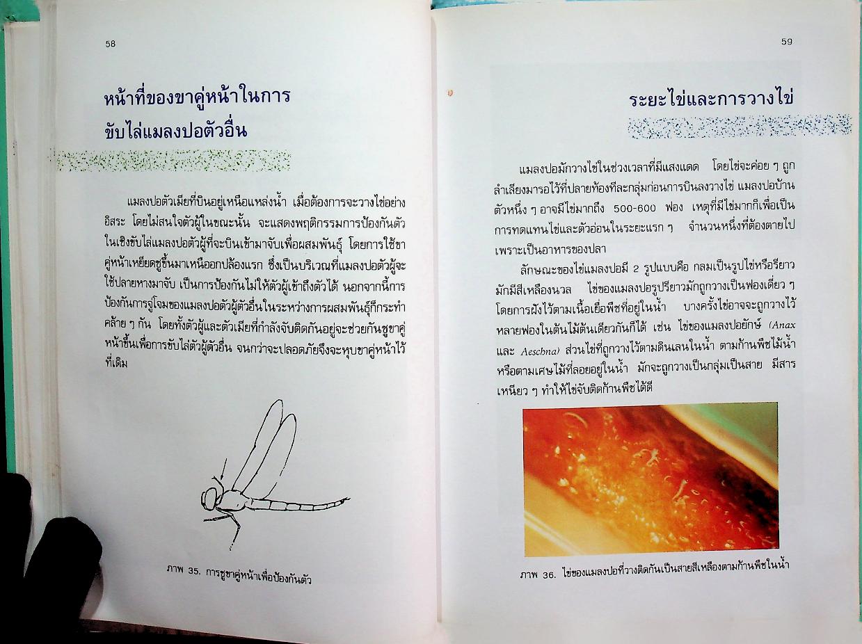 แมลงปอของไทย