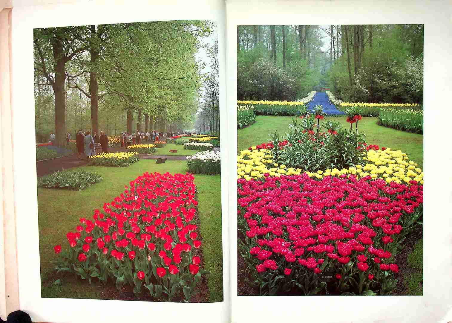 การถ่ายภาพสี