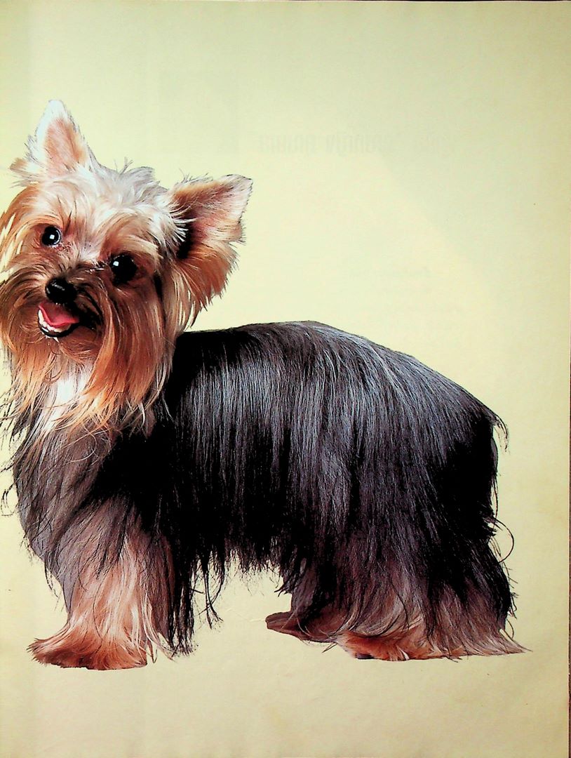 คู่มือคนรักหมา