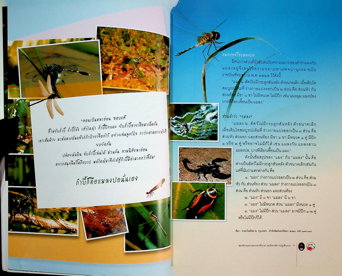 แมลงปอ ป่าชุมชนบ้านแม่คาวหลวง