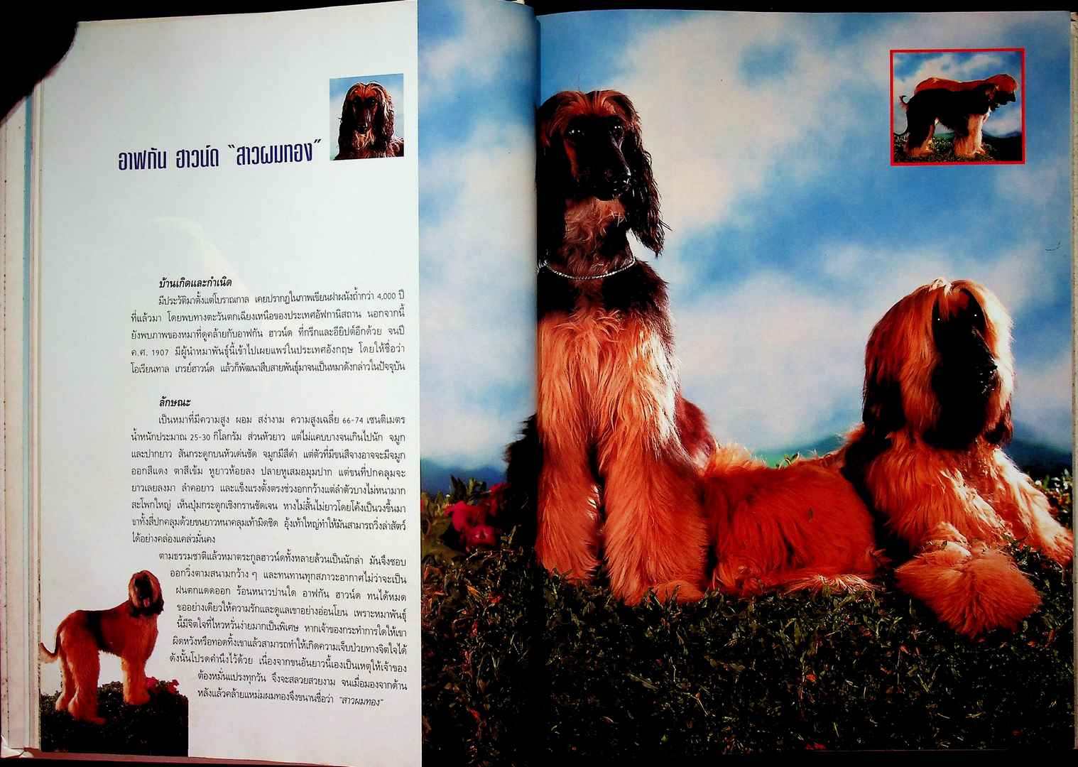 คู่มือคนรักหมา