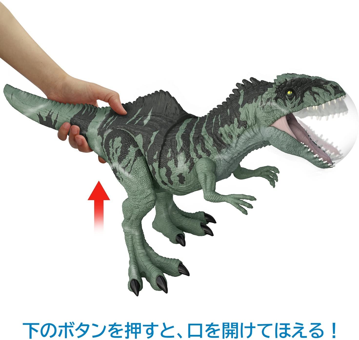 **MTS Toys**Mattel Jurassic World Dominion Strike ‘N Roar : GYC94 Giganotosaurus [ความยาวจากหัวถึงหาง 55 ซ.ม.]