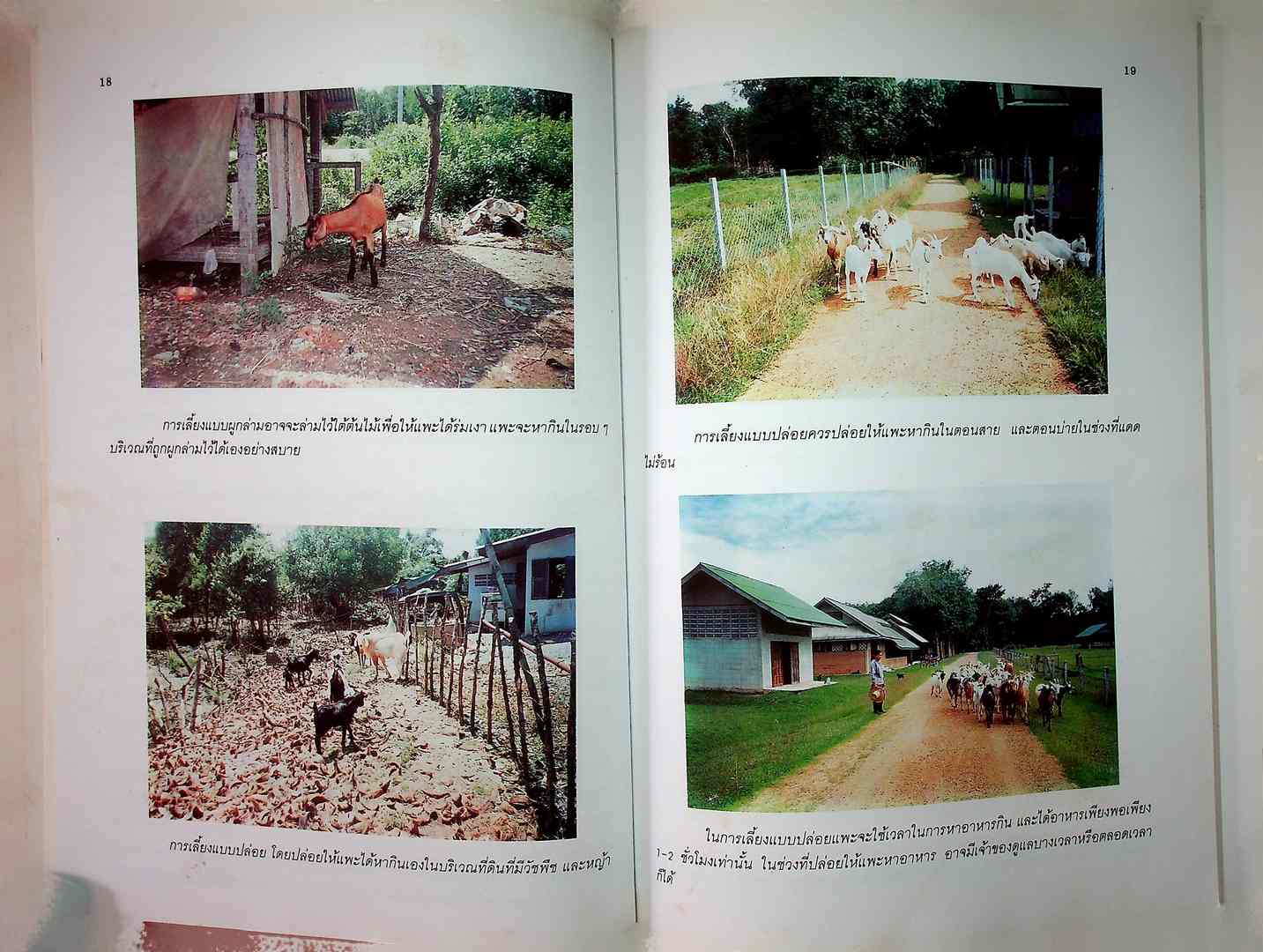 เกษตรธุรกิจครัวเรือน แพะ เลี้ยงง่าย ได้ราคา