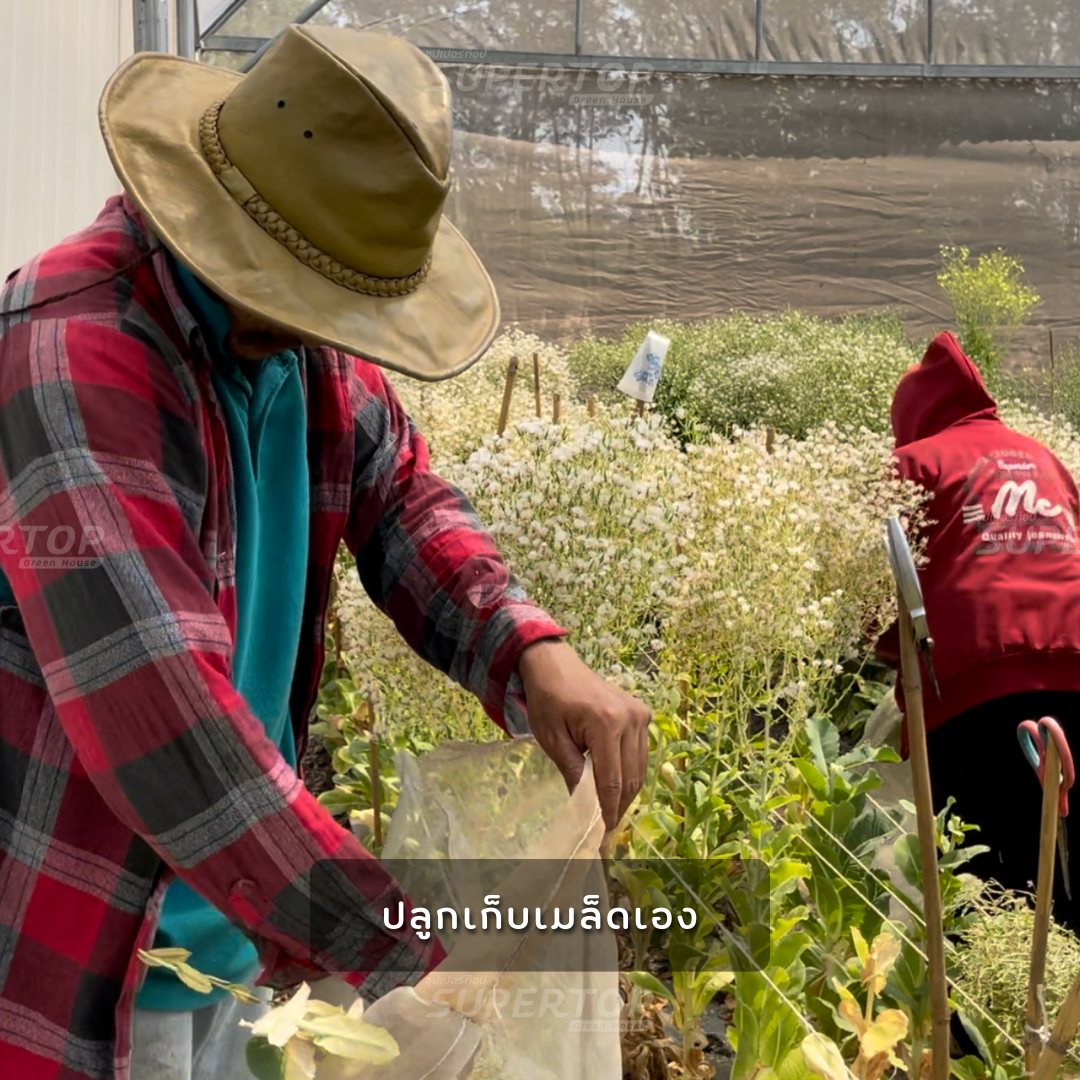 เมล็ดพันธุ์ผักสลัดออร์แกนิก RAILUNGTOP | เก็บจากฝัก สดจากไร่ลุงท๊อป ออร์แกนิก