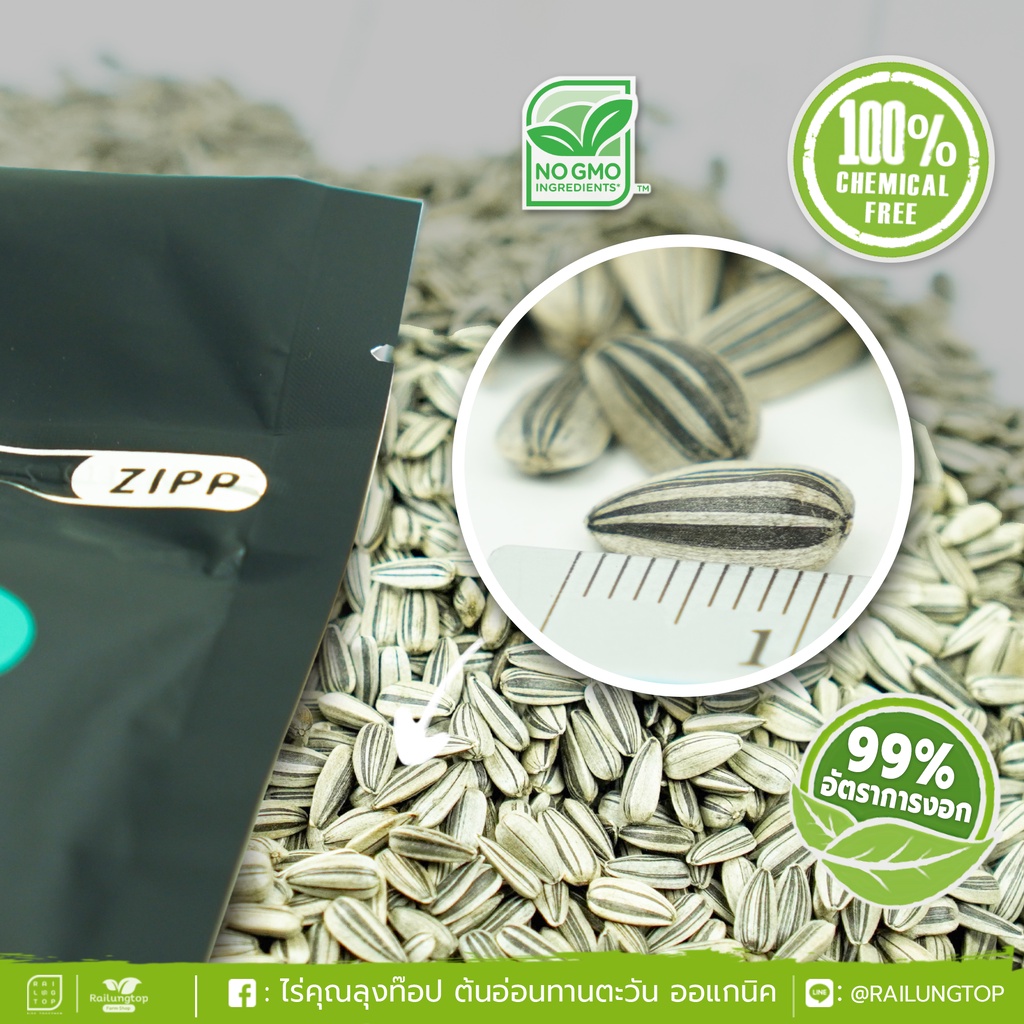 เมล็ดเพาะต้นอ่อน ทานตะวันลายไทย (Thai Sunflower Microgreen) SUPERTOP | ขนาด 1 KG.