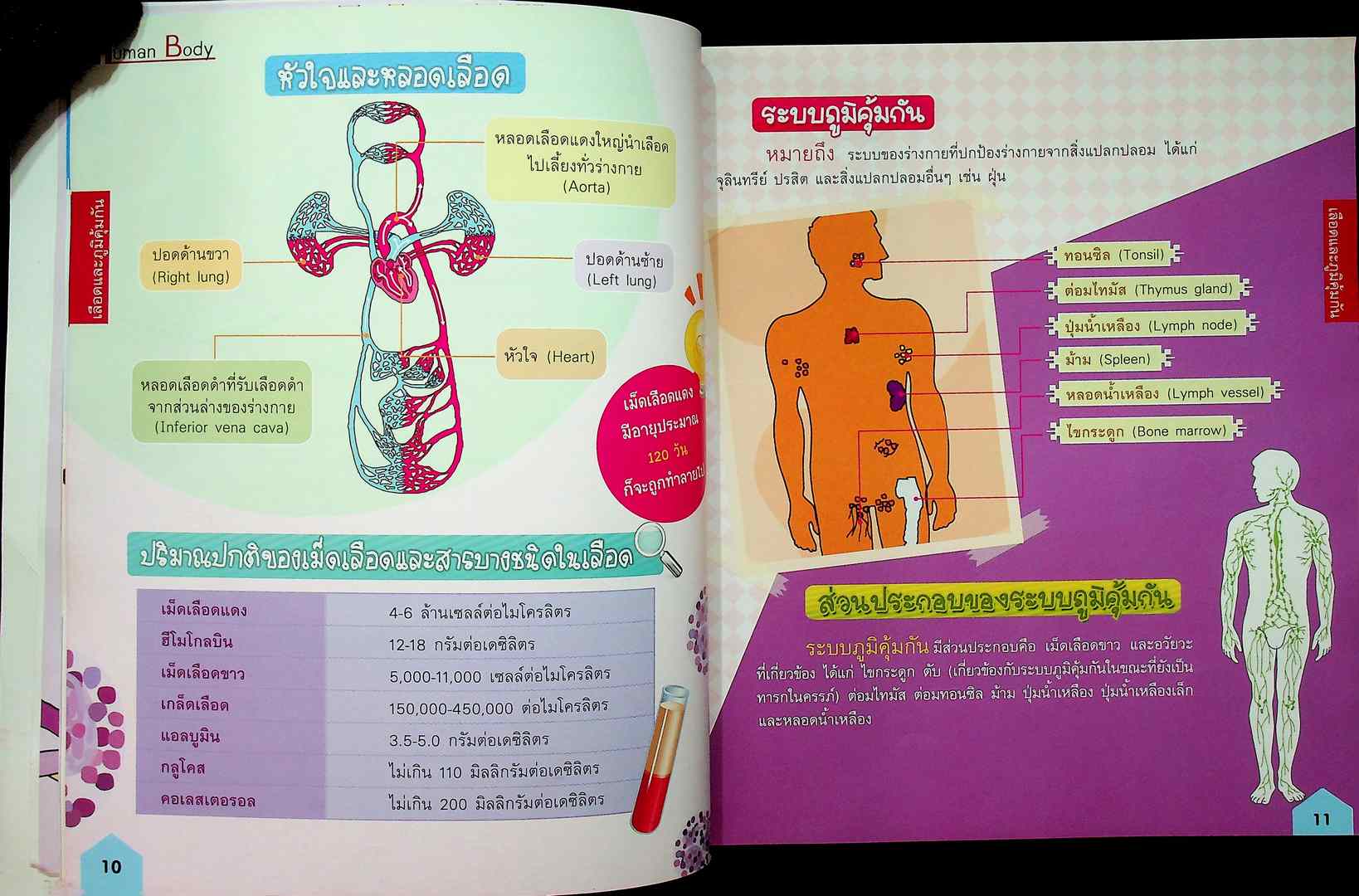 ระบบร่างกายของมนุษย์ ระดับประถม เสริมความรู้ในชั้นเรียน