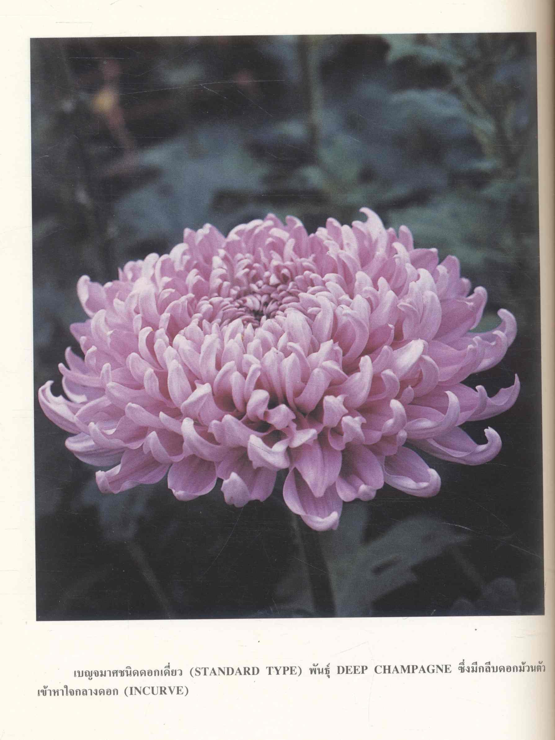 เบญจมาศ