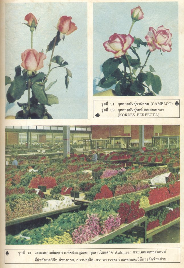 ไม้ตัดดอก