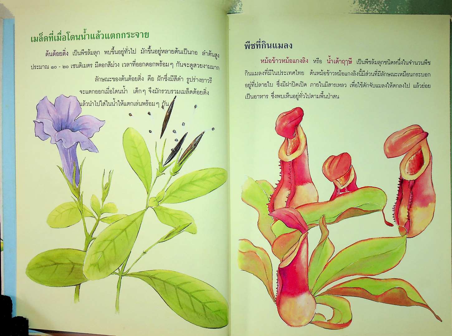 ธรรมชาติพิศดาร พืชพันธุ์