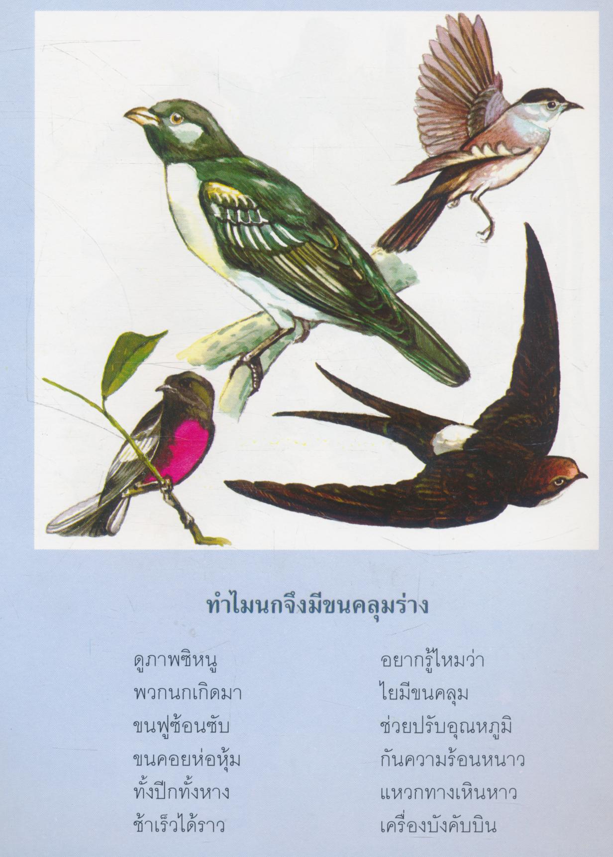 ชุดธรรมชาติน่ารู้ ปักษาน่าสนใจ