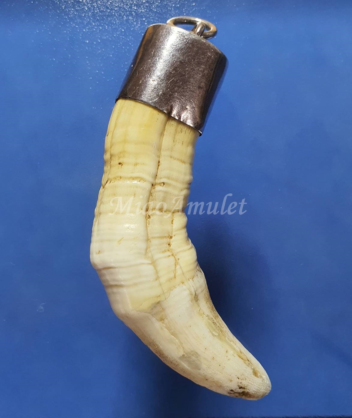 เขี้ยวจระเข้ เจ้าแห่งลุ่มน้ำ 鳄鱼牙 Crocodile tooth