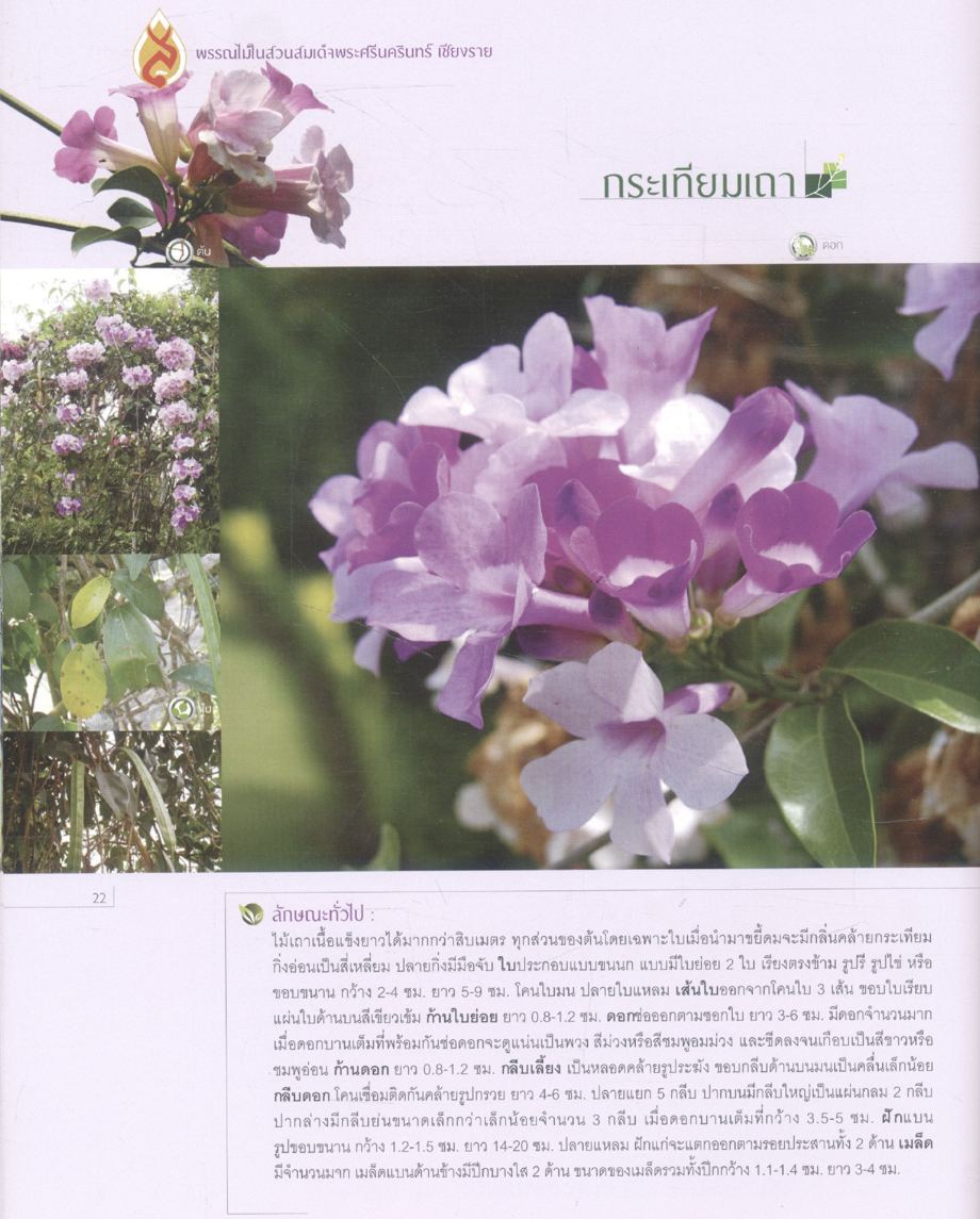 พรรณไม้ในสวนสมเด็จพระศรีนครินทร์ เชียงราย