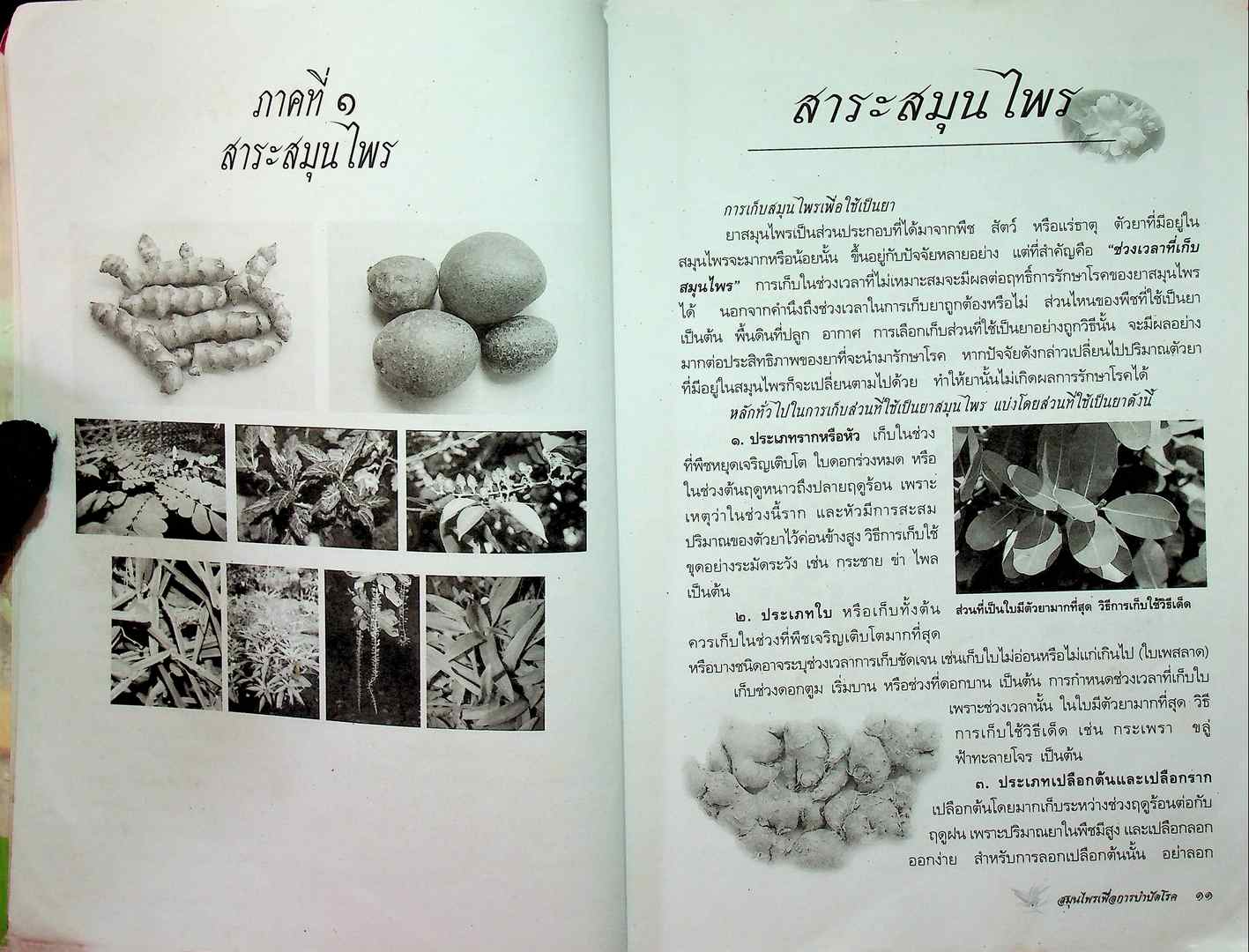 สมุนไพรเพื่อการบำบัดโรค