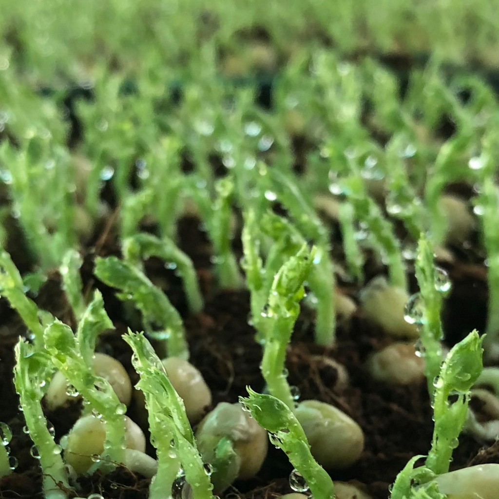 เมล็ดเพาะต้นอ่อน โต้วเหมี่ยว พันธุ์เมเปิ้ล (Pea Maple Microgreen) SUPERTOP ขนาด 1 KG.