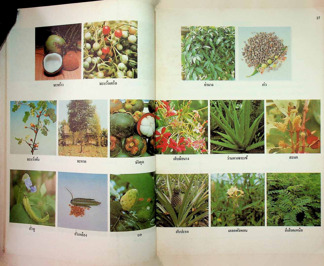 สมุนไพรใกล้ตัว