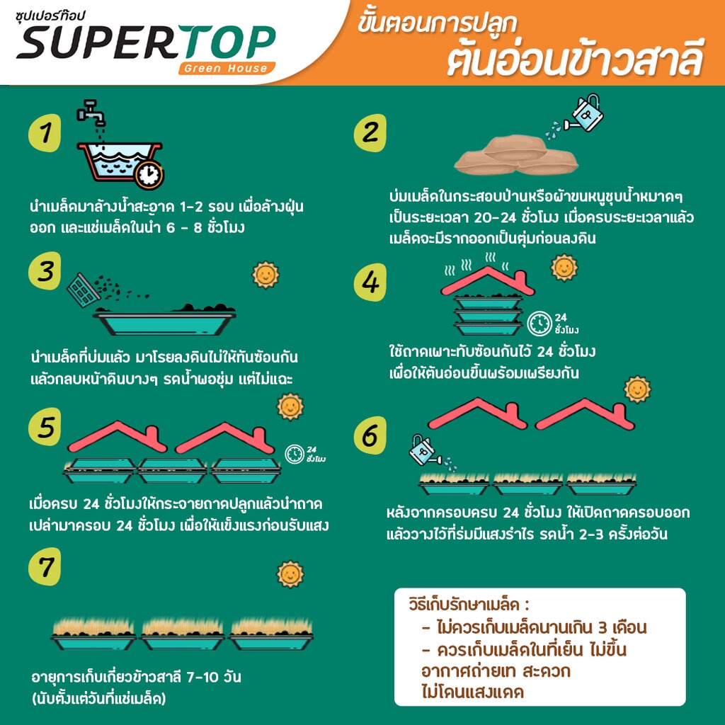 เมล็ดเพาะต้นอ่อน ข้าวสาลี (Wheatgrass Microgreen) SUPERTOP ขนาด 1 KG.