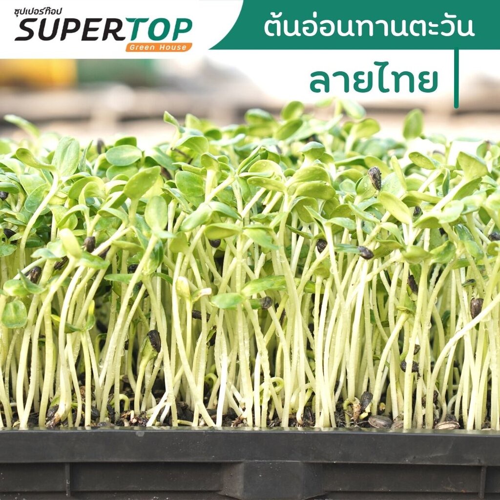 เมล็ดเพาะต้นอ่อน ทานตะวันลายไทย (Thai Sunflower Microgreen) SUPERTOP | ขนาด 1 KG.