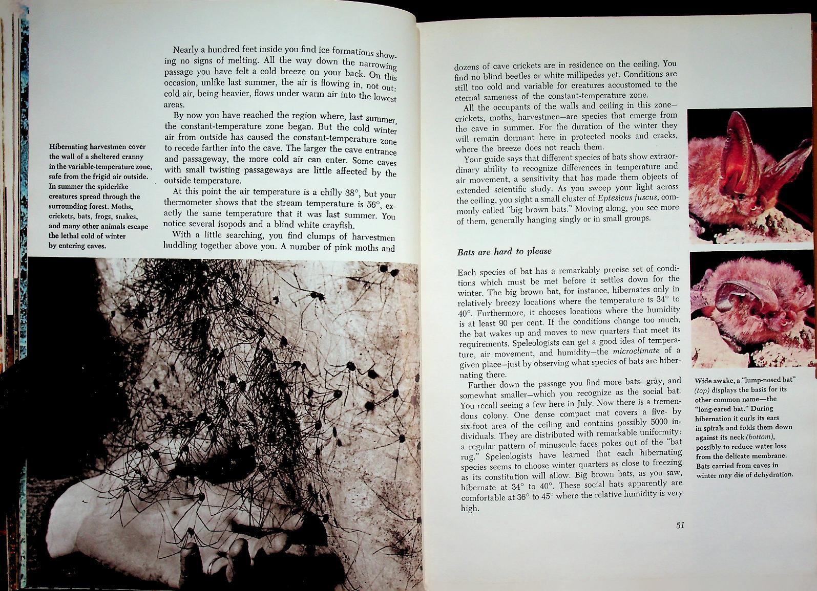 The Life of the Cave