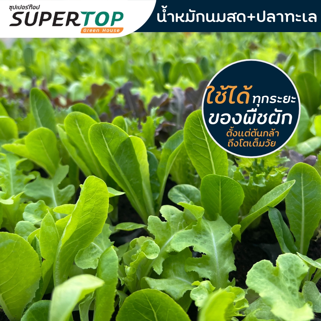ไบโอพลัส-น้ำหมักชีวภาพ สูตรนมสด & ปลาทะเล สูตรเข้มข้น 500 ml.