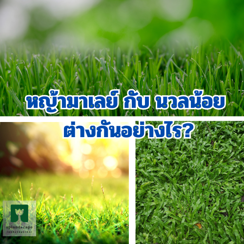 หญ้ามาเลย์ กับ นวลน้อย ต่างกันอย่างไร หญ้ามาเลย์ กับ นวลน้อย ต่างกันอย่างไร