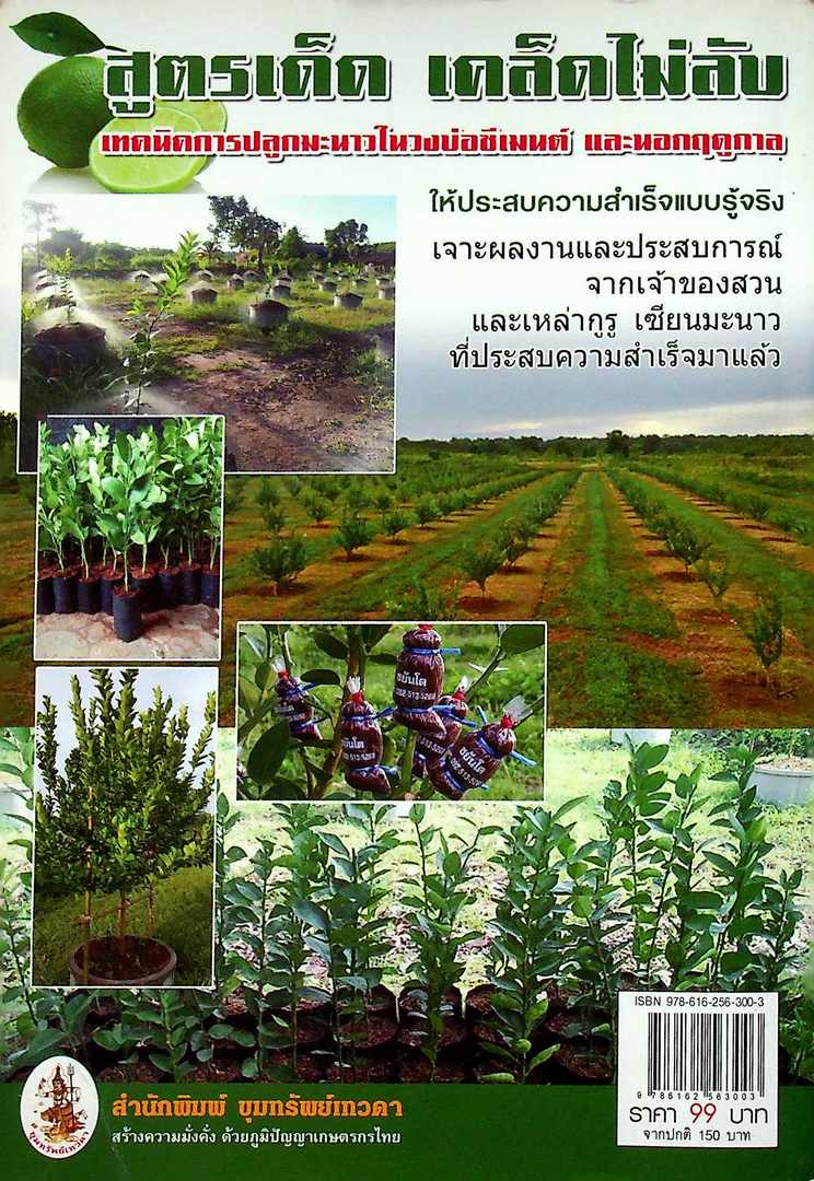 วิธีปลูกและสูตรลับมะนาว วงบ่อซีเมนต์-นอกฤดู