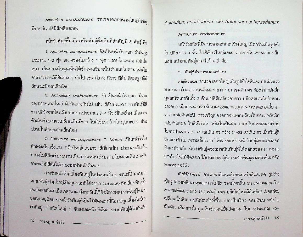 การปลูกหน้าวัว