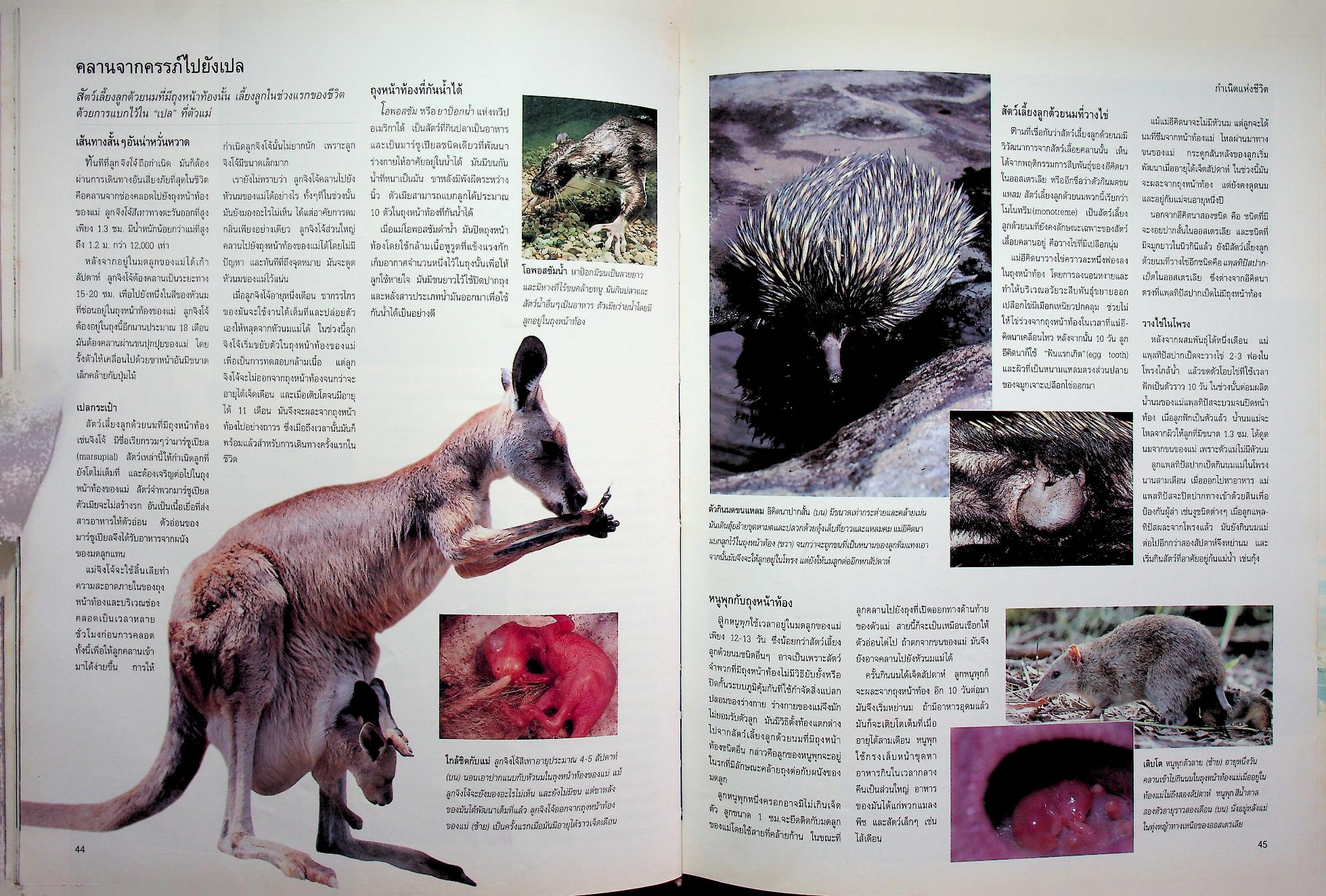 สำรวจชีวิตสัตว์โลกผู้น่าทึ่ง