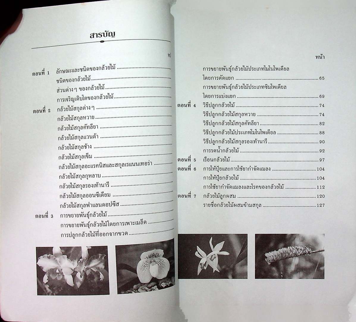 การปลูกเลี้ยง กล้วยไม้ สำหรับผู้แรกเริ่ม