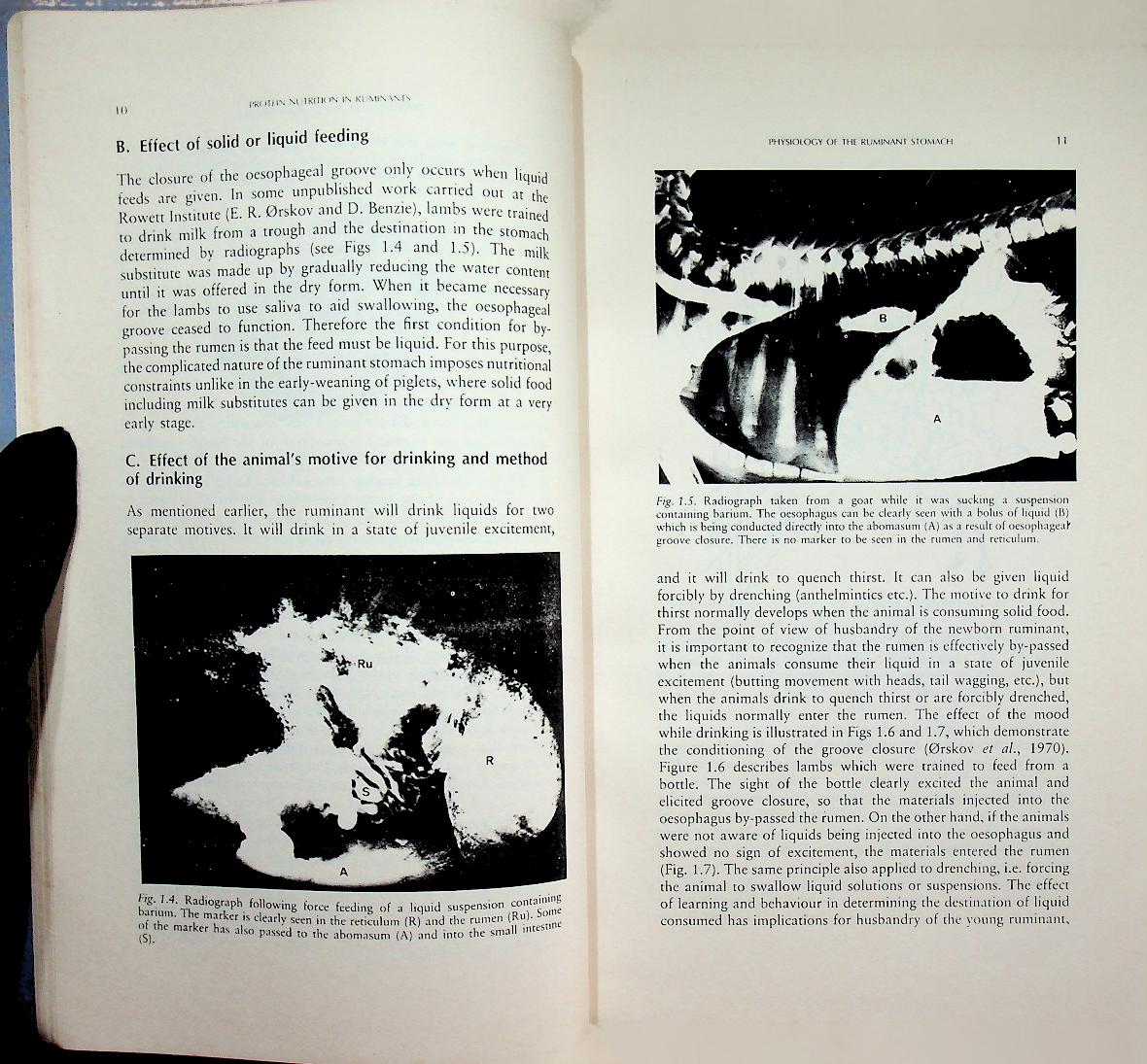 Protein Nutrition in Ruminants