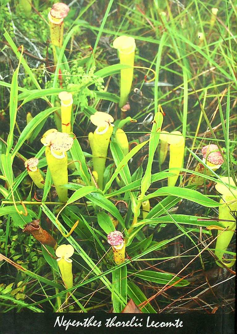 นิเวศวิทยาและการกระจายพันธุ์ของ หม้อข้าวหม้อแกงลิง ในประเทศไทย