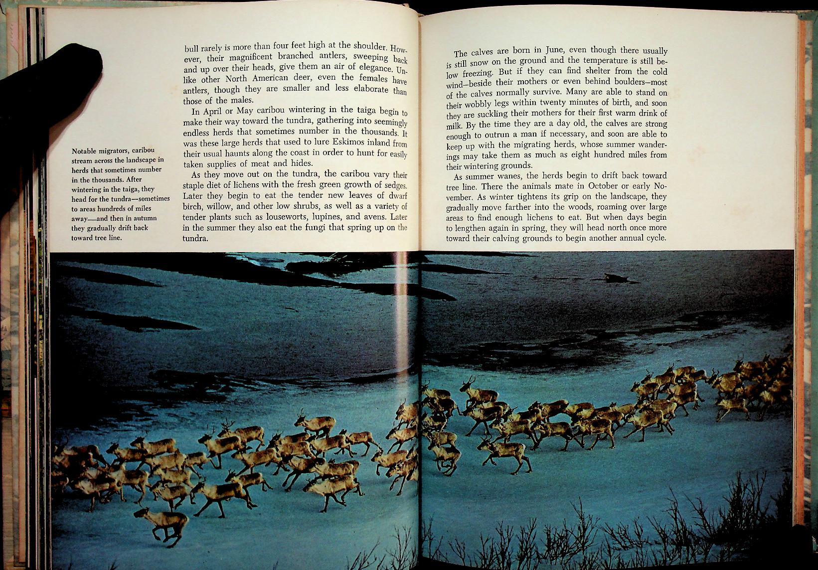 The Life of the Far North