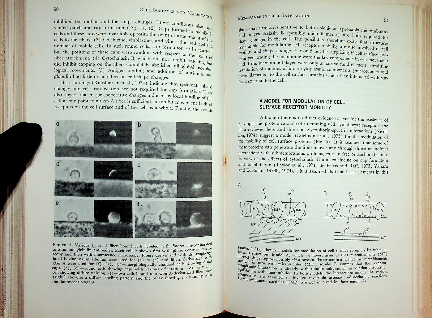 CELL SURFACES AND MALIGNANCY