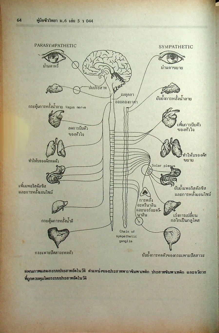 คู่มือเตรียมสอบ ชีววิทยา ม.6 เล่ม 5 ว 044