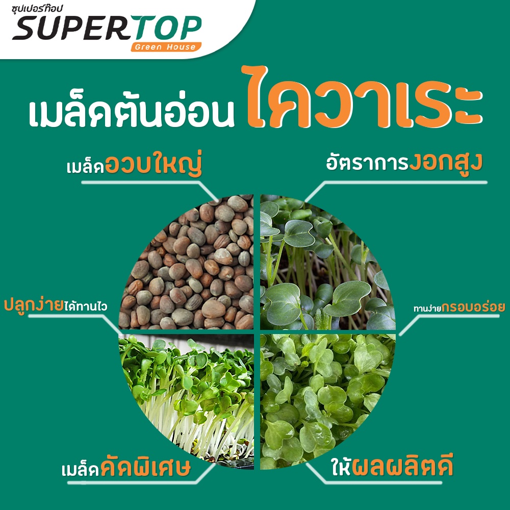 เมล็ดเพาะต้นอ่อน ไควาเระ (White Radish Microgreen) SUPERTOP ขนาด 1 KG.