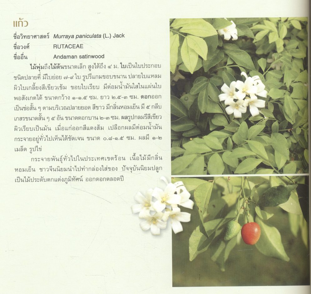 พุทธอุทยาน พระพุทธเมตตาประชาไทย