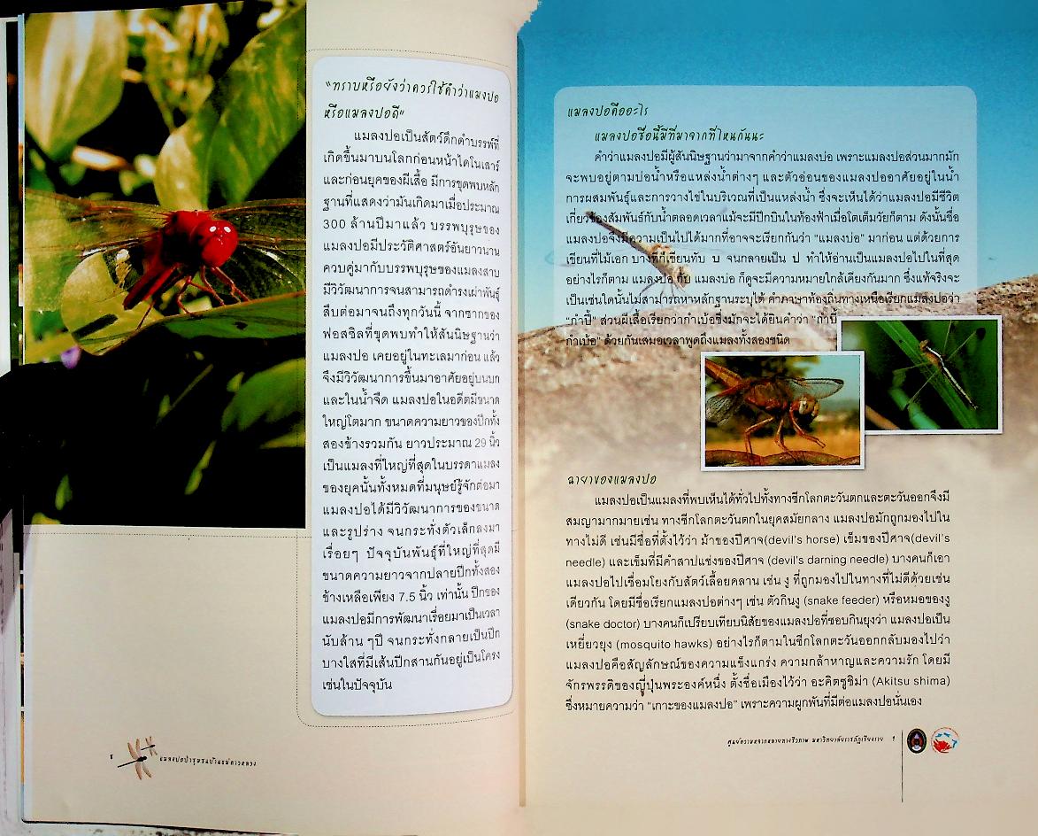 แมลงปอ ป่าชุมชนบ้านแม่คาวหลวง