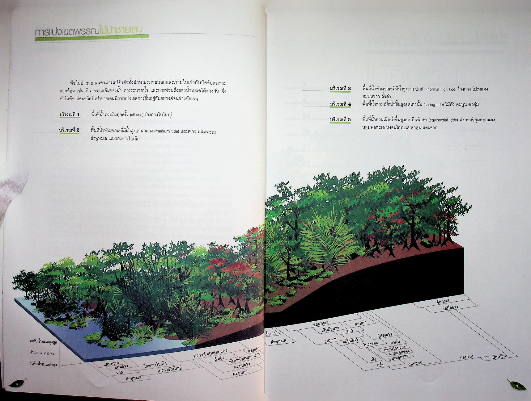 หนังสือส่งเสริมการศึกษาธรรมชาติ พรรณไม้ในป่าชายเลน