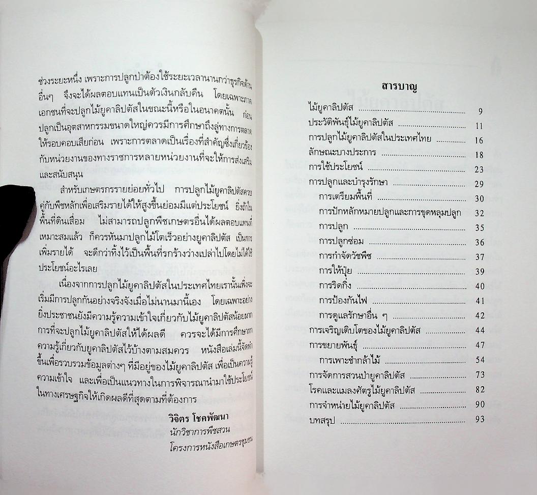 คู่มือการปลูก ยูคาลิปตัส