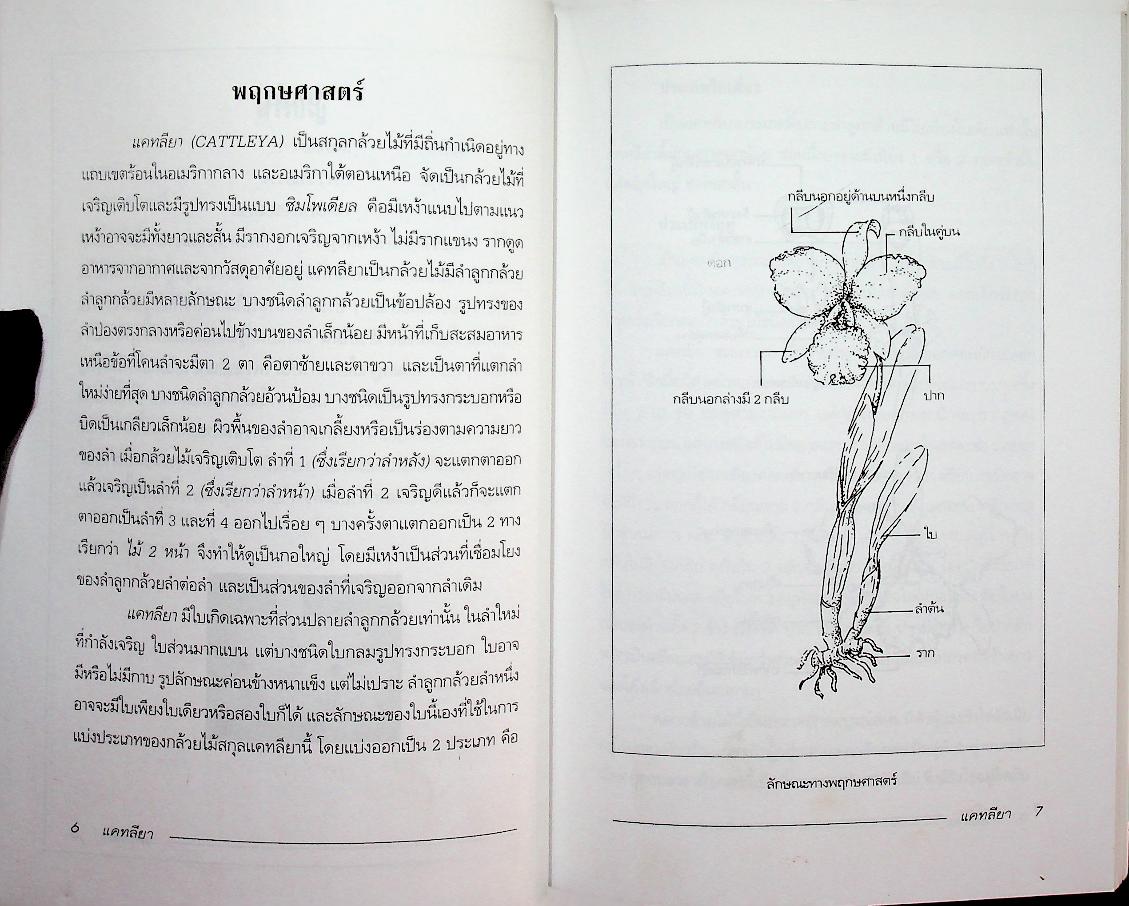 แคทลียา