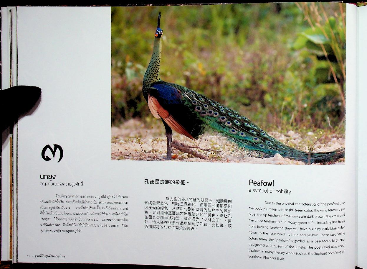 ฐานที่มั่นสุดท้ายนกยูงไทย