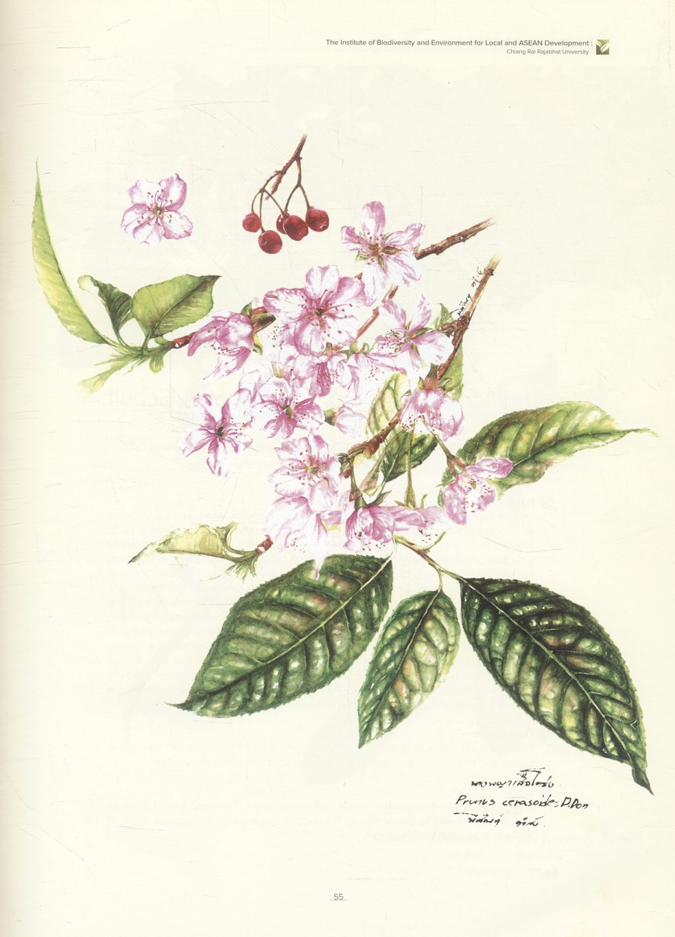 Art & Appreciation of Plants in Chiang Rai Rajabhat University