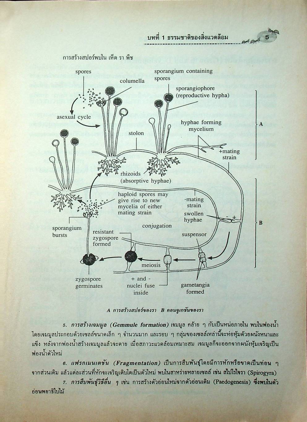 คู่มือเตรียมสอบ ชีววิทยา ม.4-5-6 กลุ่มสาระการเรียนรู้วิทยาศาสตร์ พื้นฐาน & เพิ่มเติม