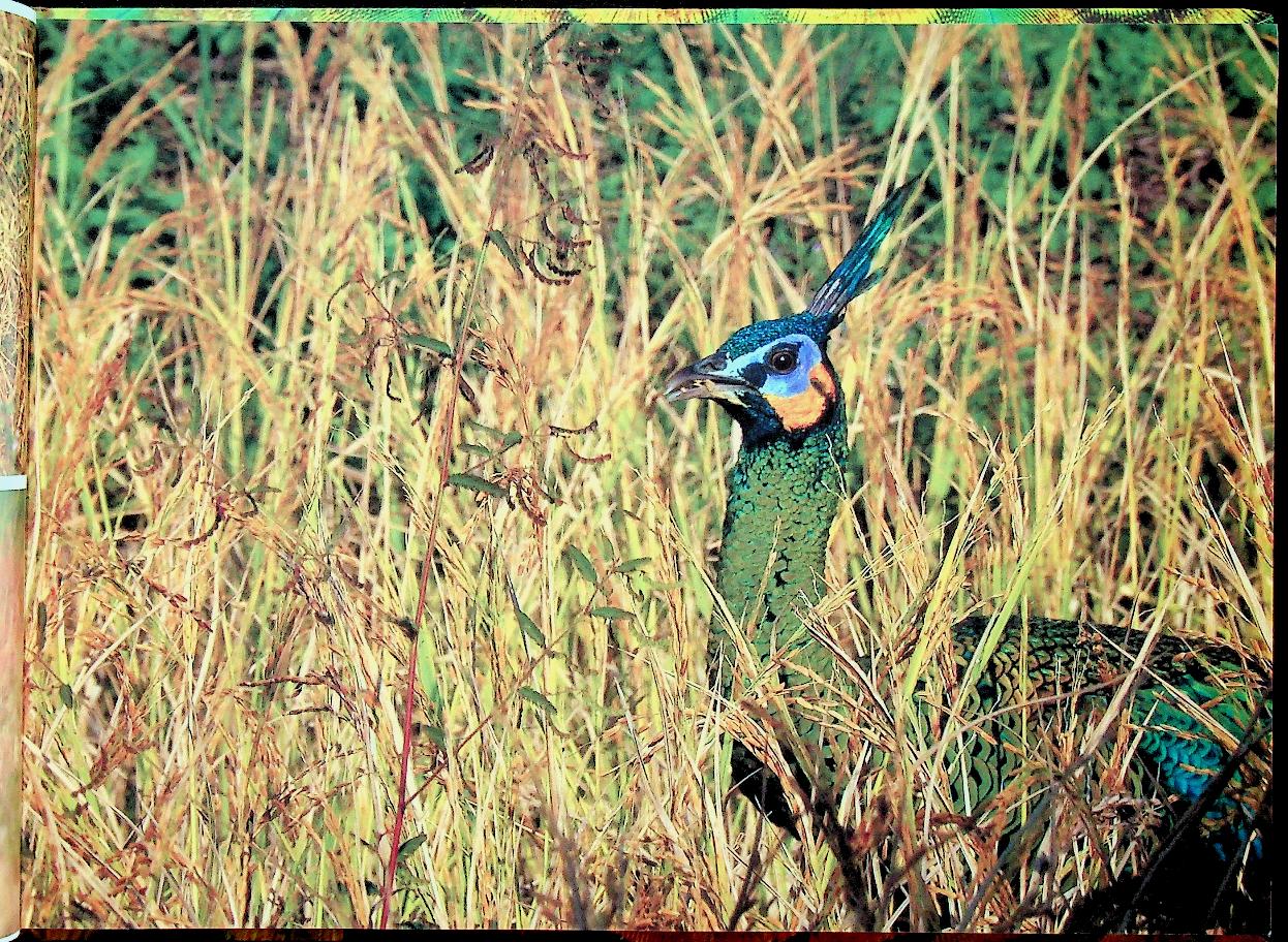 ฐานที่มั่นสุดท้ายนกยูงไทย