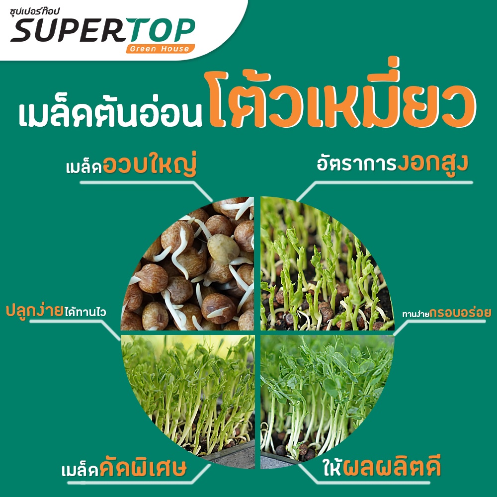 เมล็ดเพาะต้นอ่อน โต้วเหมี่ยว พันธุ์เมเปิ้ล (Pea Maple Microgreen) SUPERTOP ขนาด 1 KG.