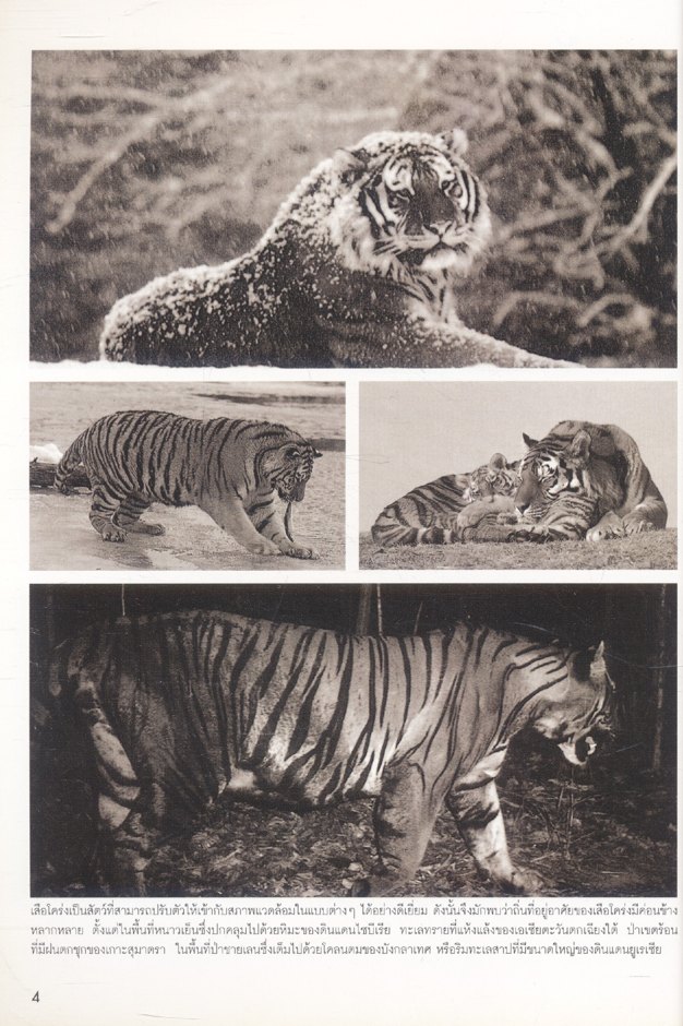 เสือโคร่งอินโดจีนในประเทศไทยและแนวทางการอนุรักษ์