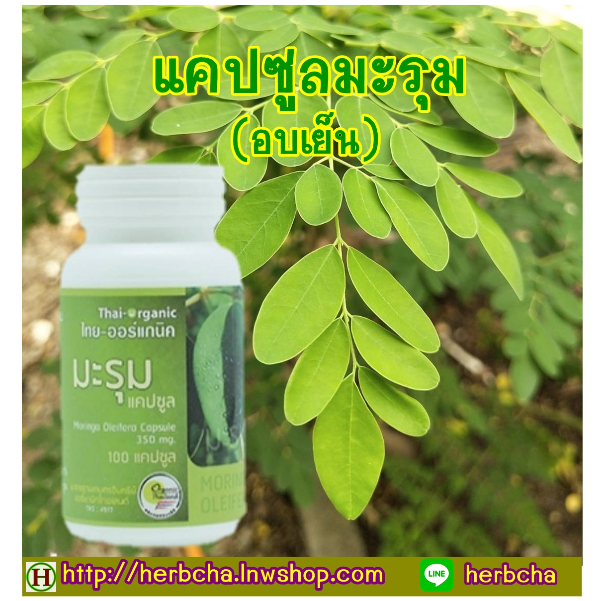 แคปซูลมะรุม อบเย็น คงคุณค่าของสารสำคัญในมะรุม โปรโมชันลดพิเศษ 15%