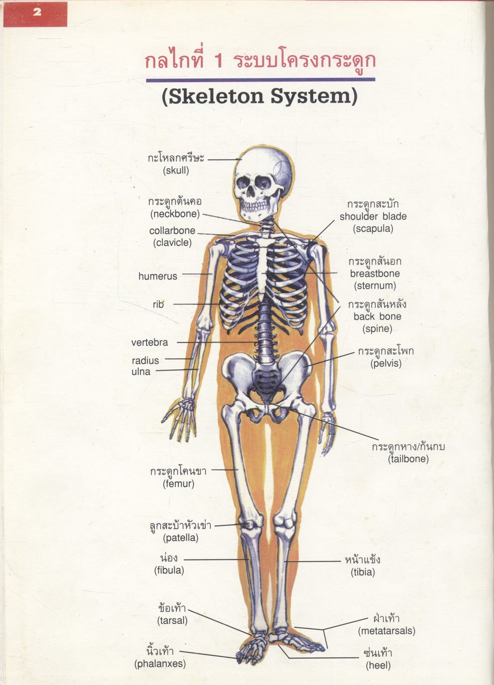 หนังสือส่งเสริมการอ่าน วิชาวิทยาศาสตร์ ชุดสิ่งที่มีชีวิต เรื่อง กลไกในร่างกายมนุษย์